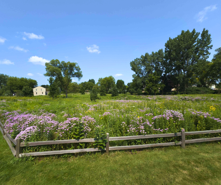 pollinator sanctuary