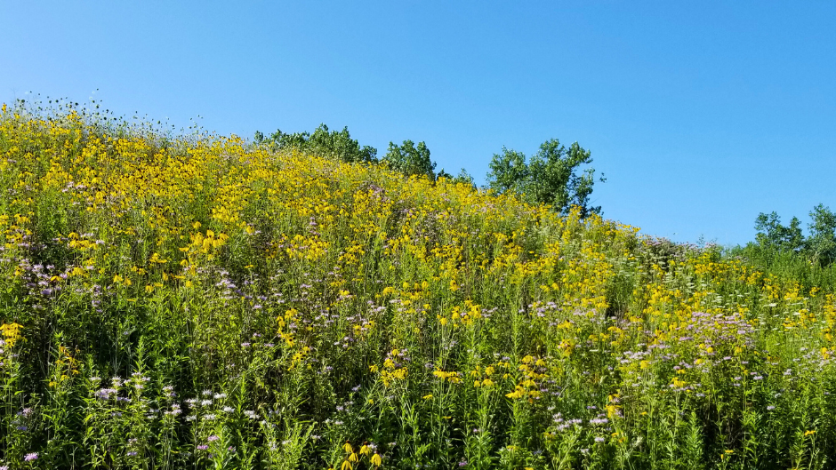 natural plantings