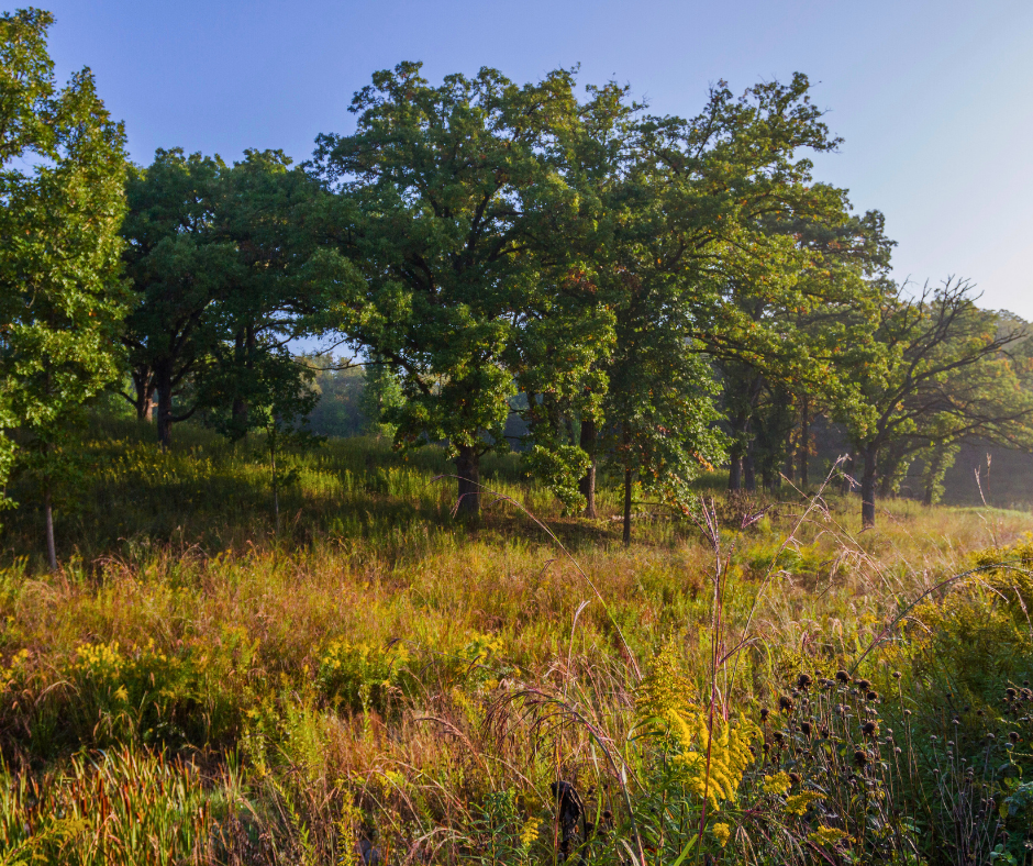 oak savanna